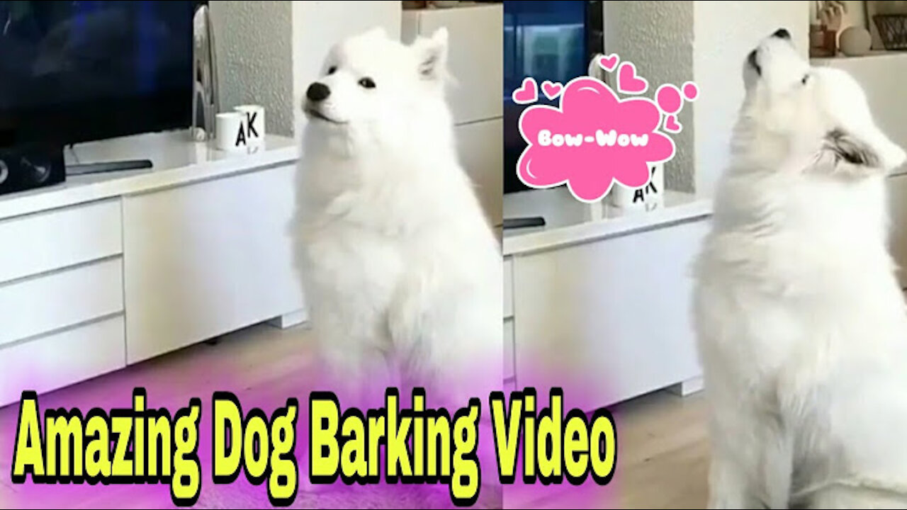 Dog Barking Video_comedy