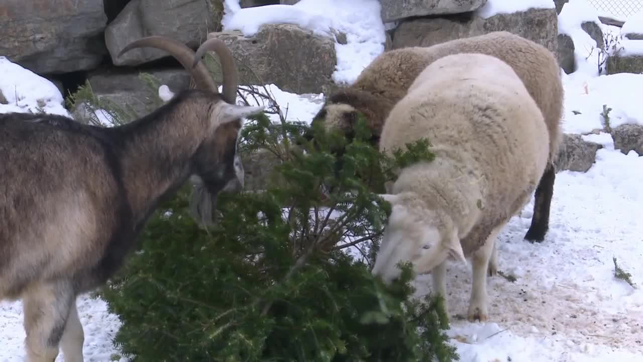 Goats at the New Zoo make good use of donated Christmas Trees