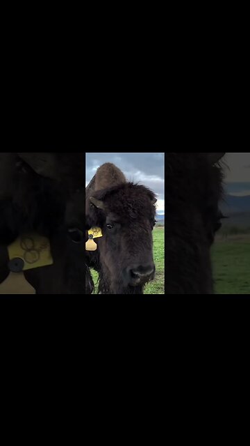 Don’t get too close!