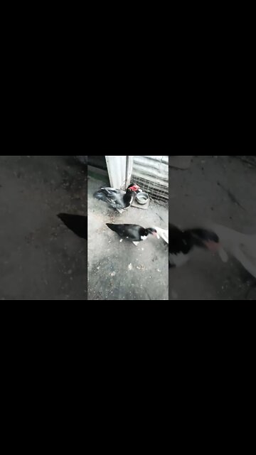 Good morning Rusty and ducks