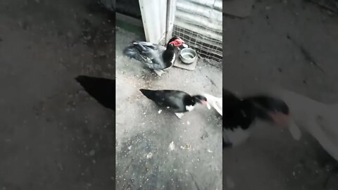 Good morning Rusty and ducks