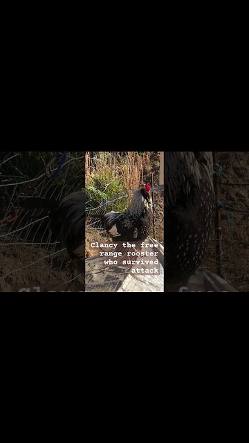 Clancy the Rooster His wing looks dropped 😳