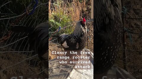 Clancy the Rooster His wing looks dropped 😳
