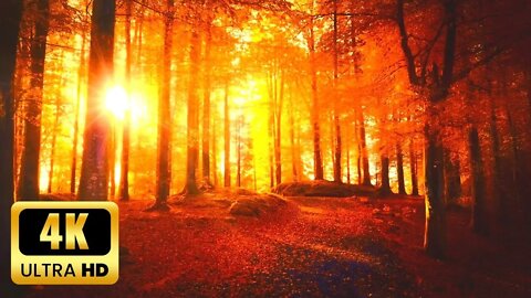 4K Enchanting Autumn Forest & Beautiful Piano Music 🍁 Autumn Ambience