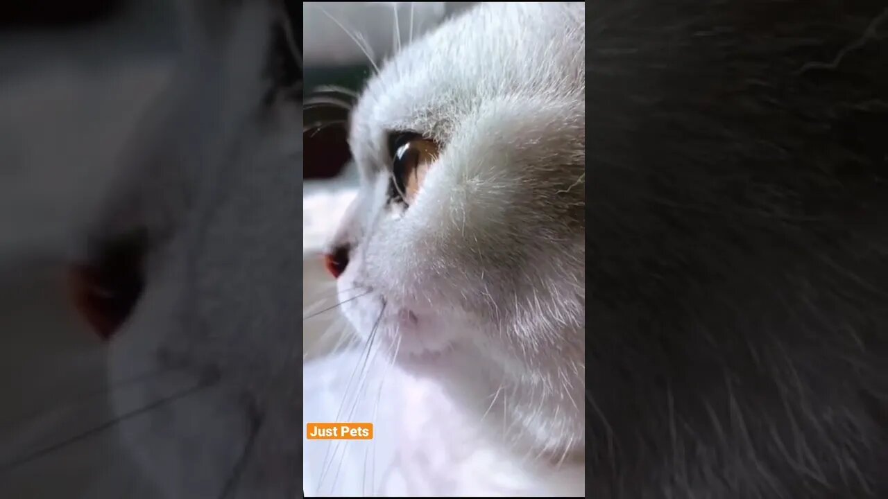 Why so sad? #cat #cute #funnyanimals #funnyvideos #tiktok #viral