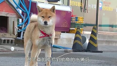 Otter to stores often steal fish, the boss pulled in a shiba inu care, ended up