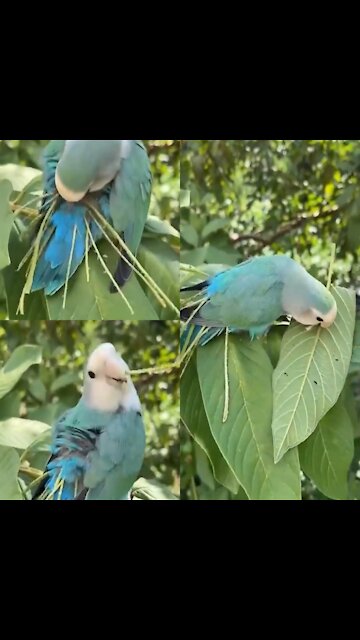 Parrot With Out Tail Making Artificial Tail By Tree Leaves