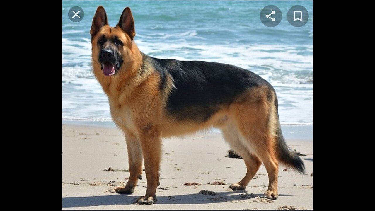 #SMART AND INTELLIGENT DOG# HAVE A LOOK HOW HE ENTERS THE SWIMMING POOL #