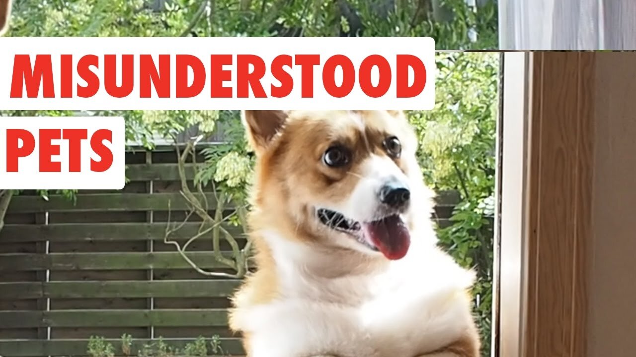 top 5 misunderstood dog breeds