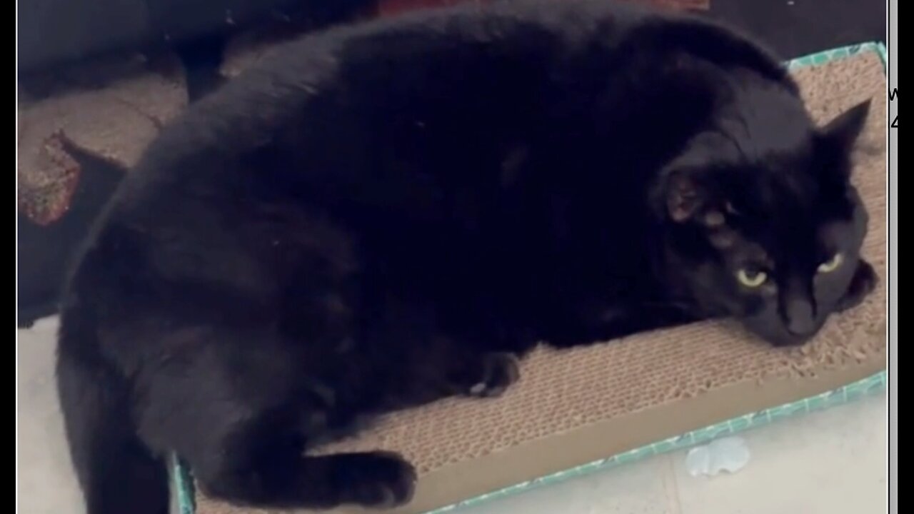 Adopting a Cat from a Shelter Vlog - Cute Precious Piper Wants to Enjoy Her Tuffet in Peace #shorts