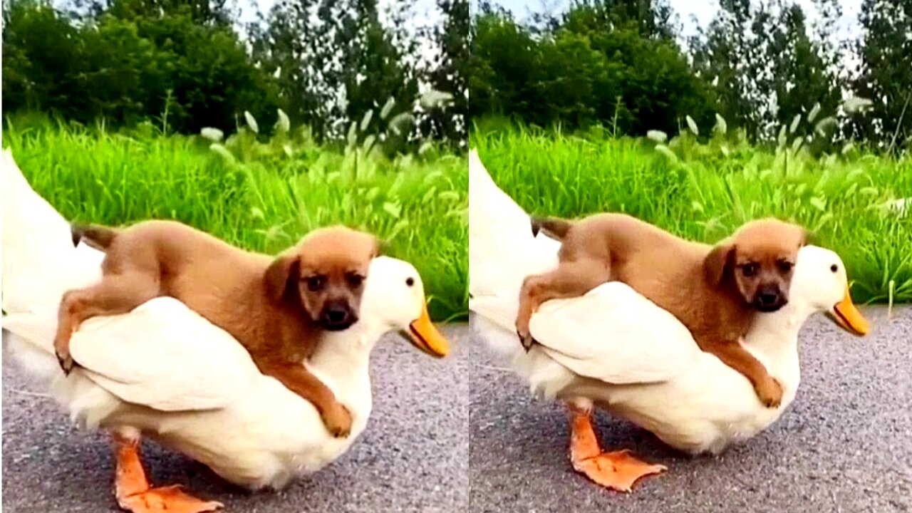 Funny poppy with duck playing