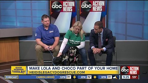 Rescues in Action March 23 | Lola and Choco