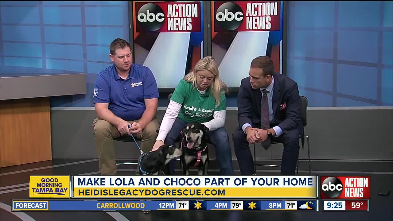 Rescues in Action March 23 | Lola and Choco