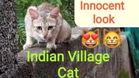 Indian Village Kitten Video | Cat Video Animal YouTube | Apple Star |