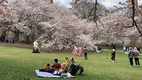 Hanami - Cherry Hill