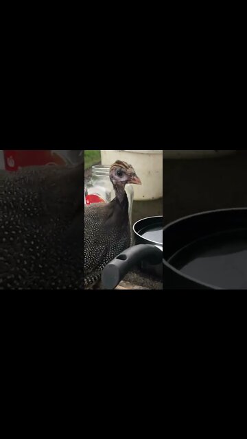 Guinea fowl keet flies to my cabin every time I let her out - 10 weeks old