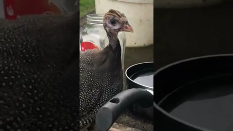 Guinea fowl keet flies to my cabin every time I let her out - 10 weeks old