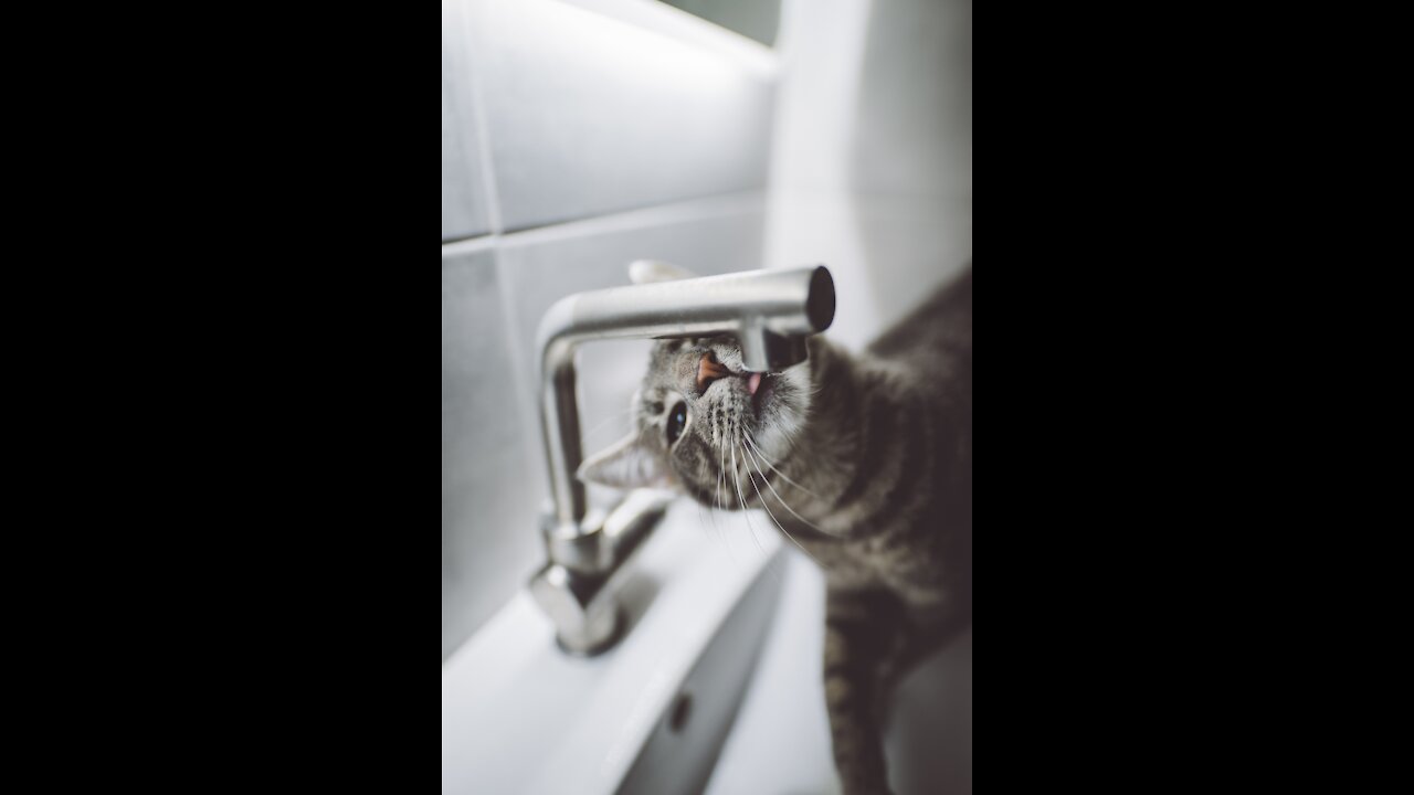 Funny and cute cats//