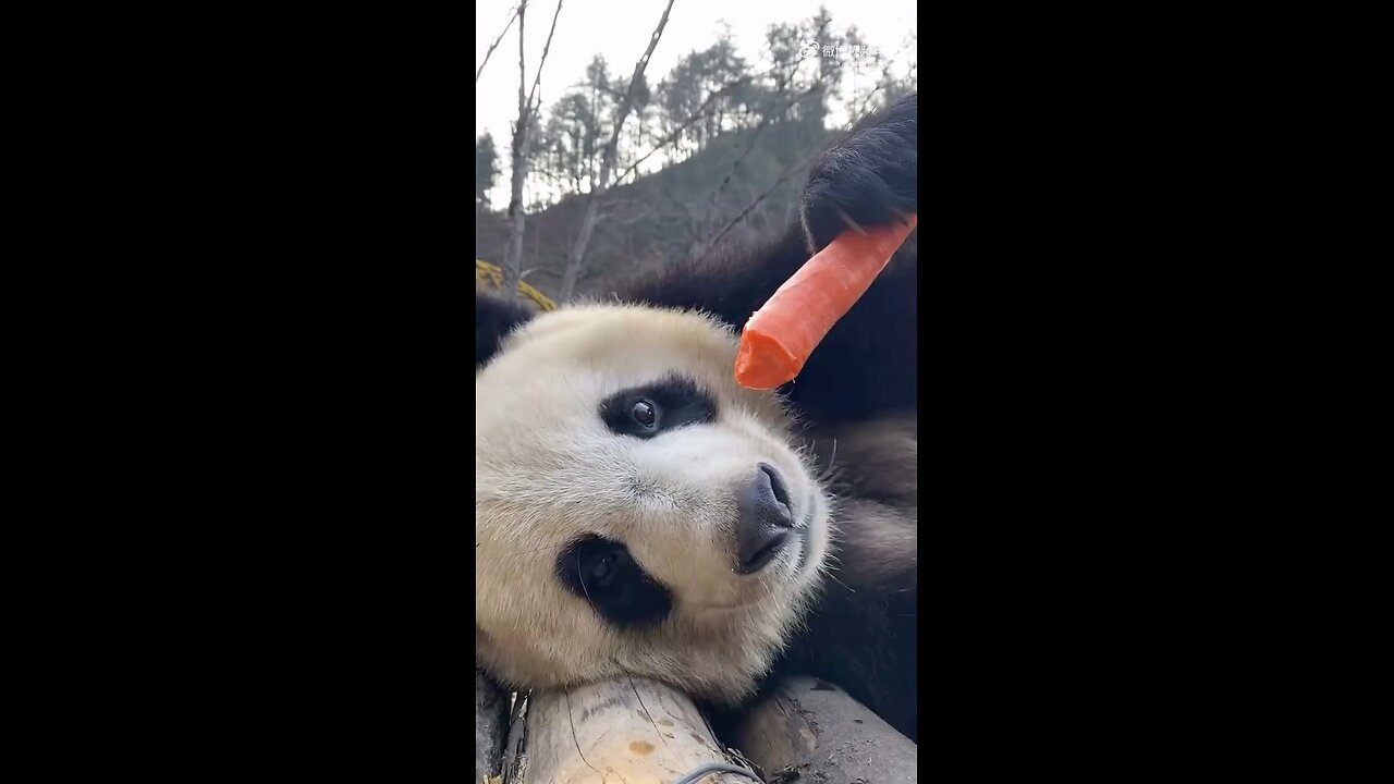 cute panda