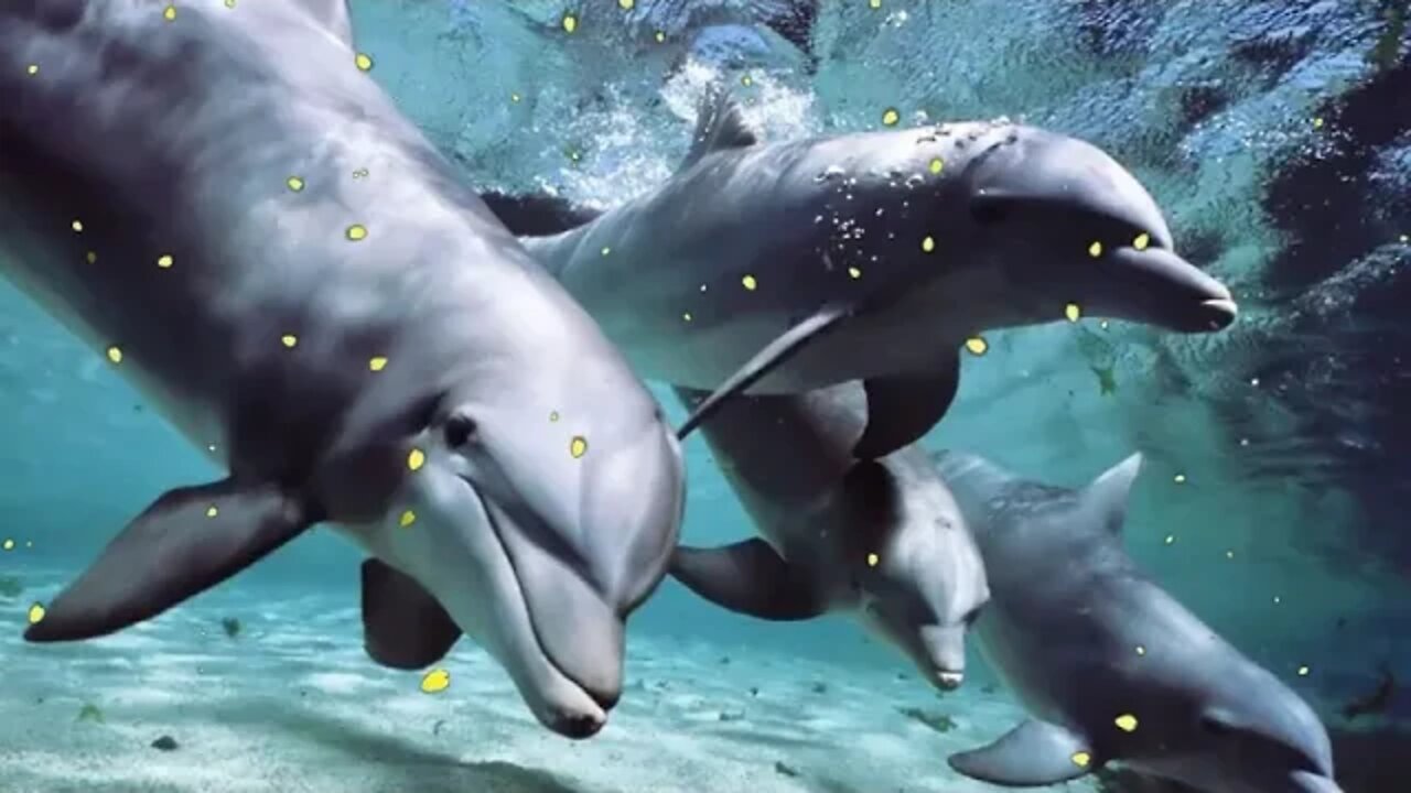 relax with sounds of dolphins [use for sleep and meditation]