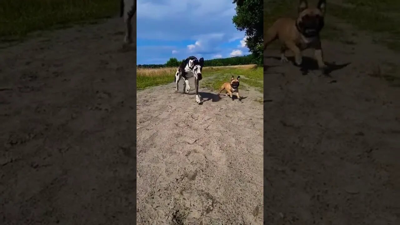 great dane race||who is win||animals||funny animal videos|#thedodo