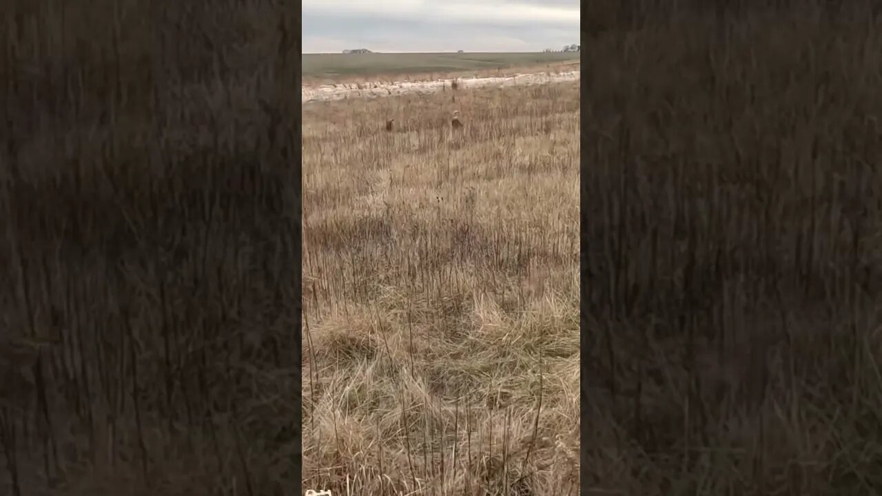 Golden Retrievers FIRST Retrieve of the New Year! #pheasanthunting #goldenretriever