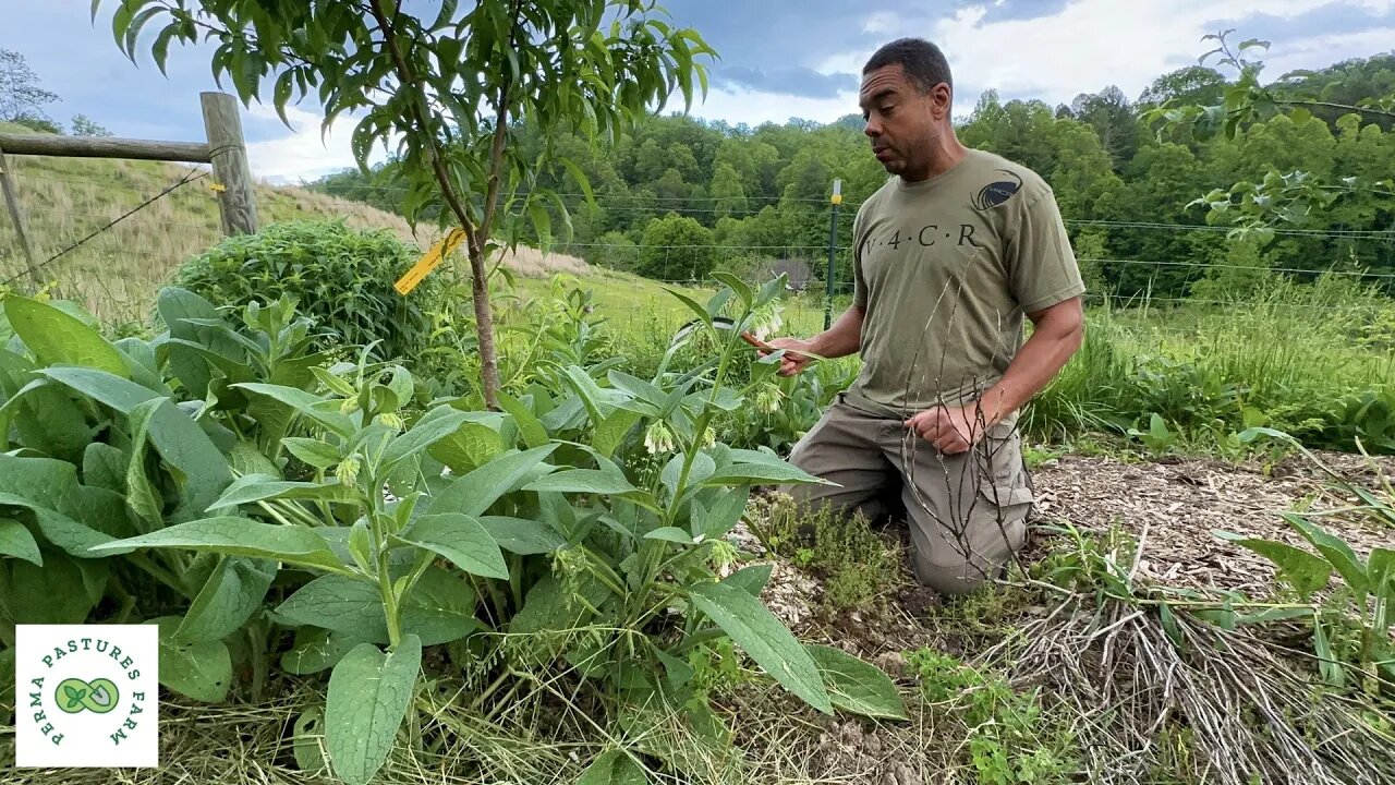 6 Quick Comfrey Uses for Lawn and Garden