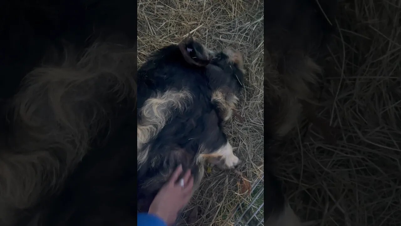 Carter is SNORING while getting his belly rubbed🤣 #pigs #fy #fyp #humor #farmlife #kunekune #happy