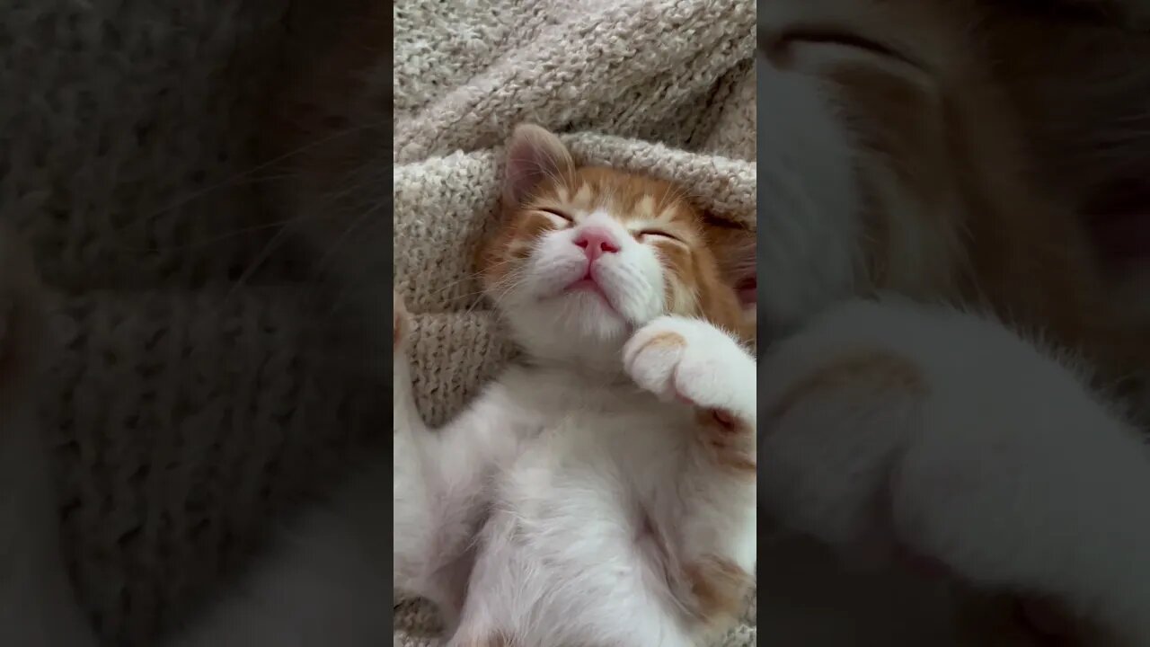 Kittens after sleep