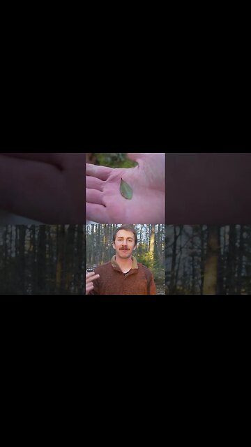 This Winter Plant is a Great Pain Reliever!