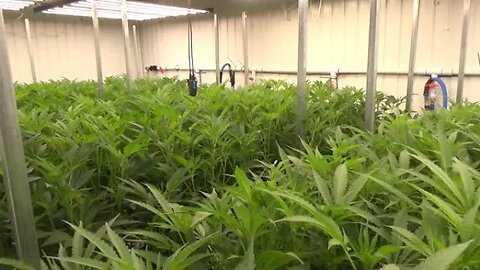 Irrigation Correction , 1st Week of Flower, Praying Plants