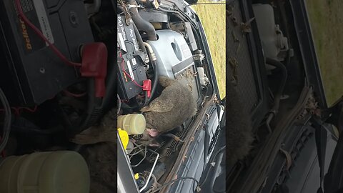 G'day Possum. Its under the bonnet son.