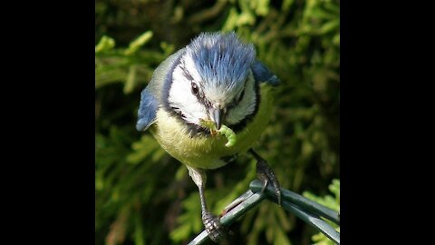 bird Blue Nice