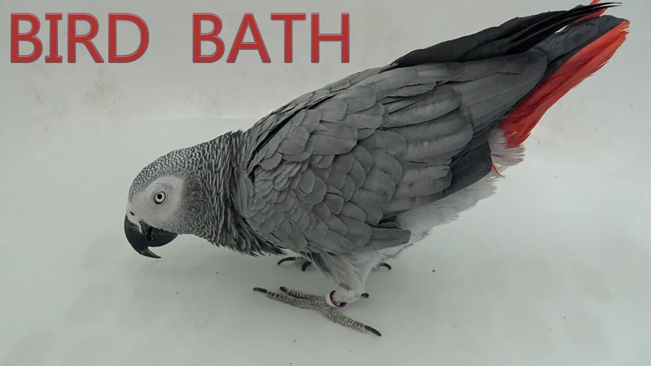 Bird Bath