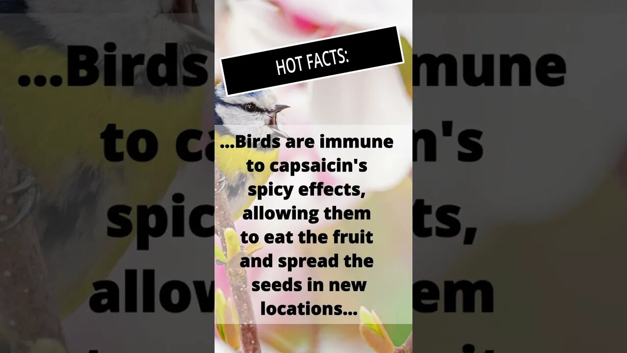 How Evolution Turned Up the Heat to Attract Birds? #evolution
