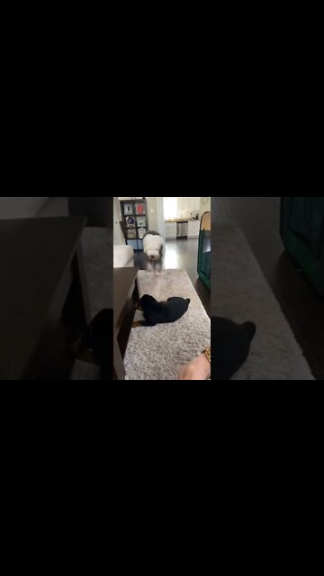 Monkey See Monkey Do! 🙈 Rottweiler Copies Sheep Dog #Shorts #rottweiler #sheepdog