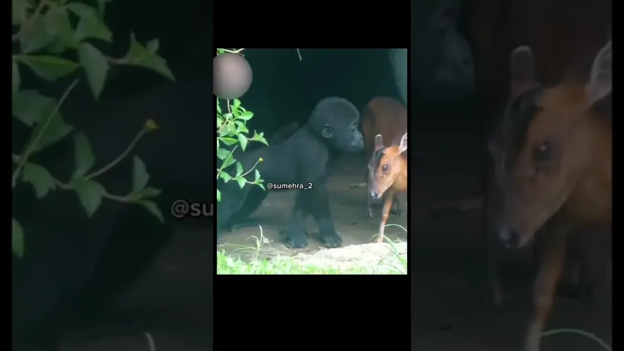 monkey loving the deer 🦌 ❤️#animals #love