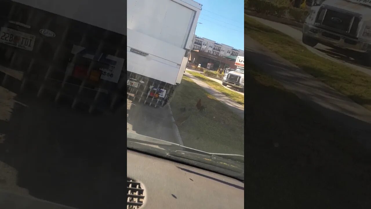 Van Life Chickens