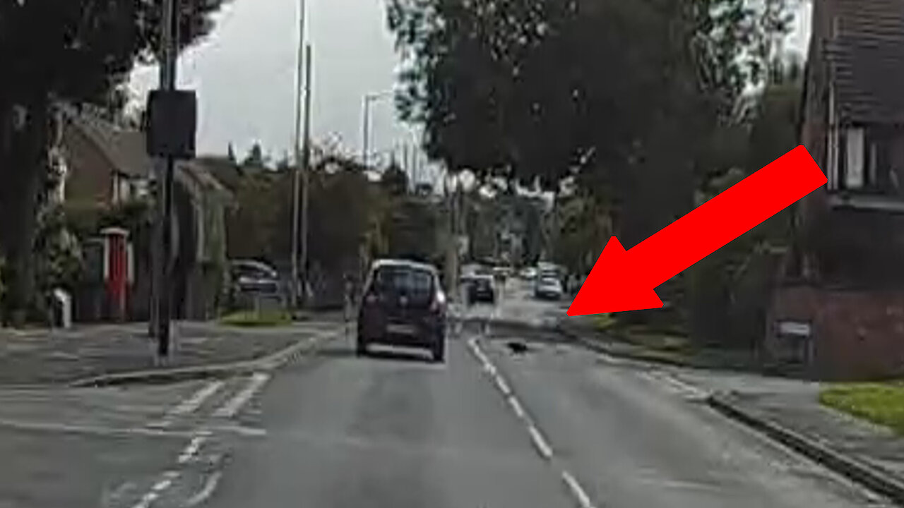 CAT ALMOST HIT BY A MOVING CAR