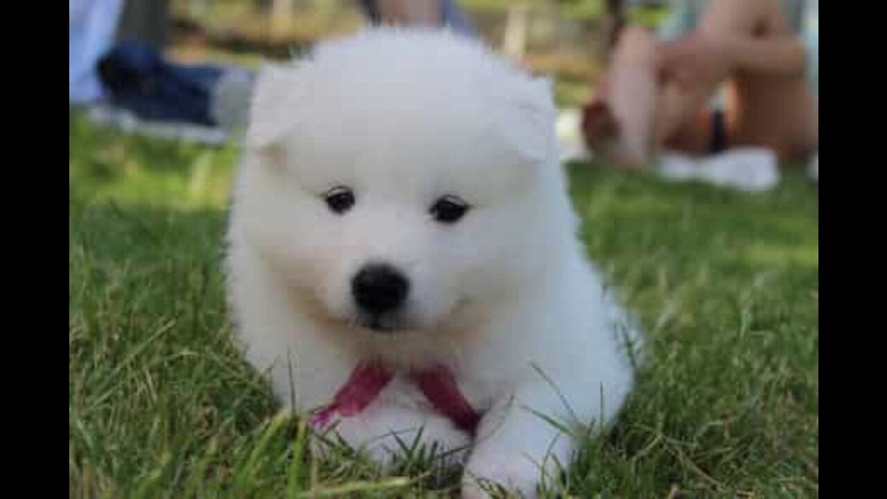 Puppy scares owner by jumping into swimming pool