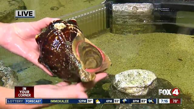 Rookery Bay National Estuarine Research Reserve offers free admission Fridays for kids - 7am live report