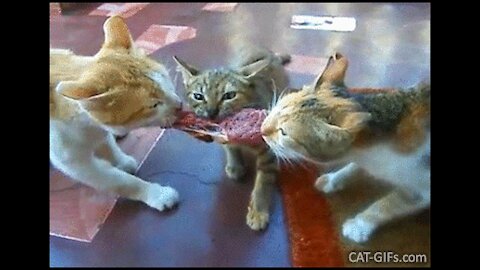 watch cute funny cats fight