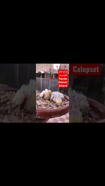 Poussins d'oiseaux Calopset