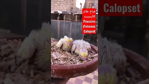 Poussins d'oiseaux Calopset
