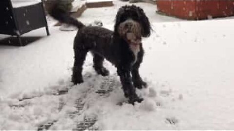 Tilluy, o cão que ama brincar na neve