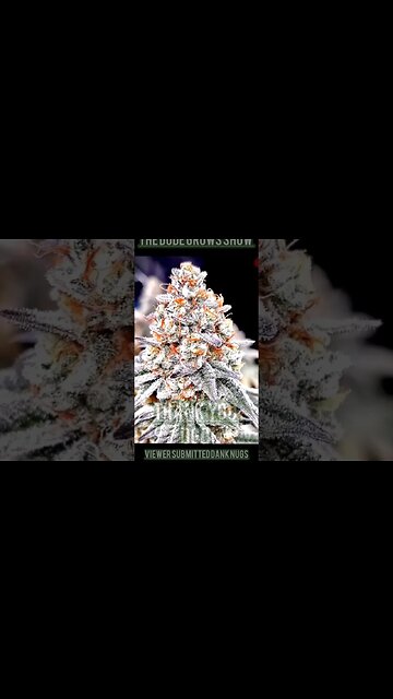 Dude Grows. Teaching. Growing. Free. Mandarine cookies ethos by mateo gbg