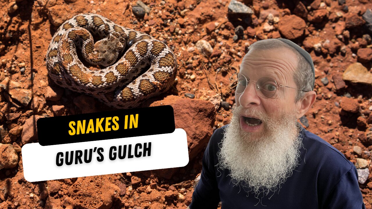 I found a snake in my home: Guru's Gulch update