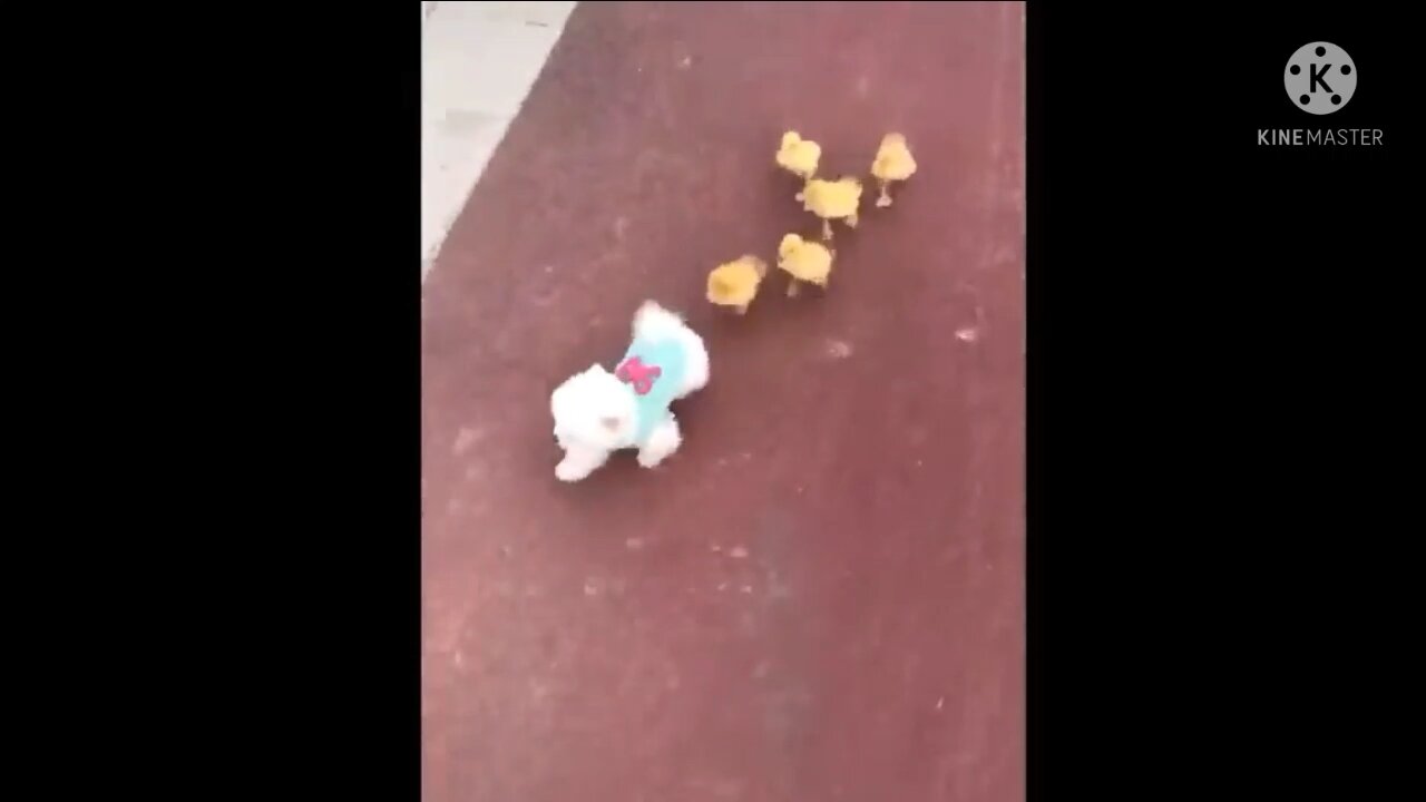 Cute Baby Animals Videos Part 3