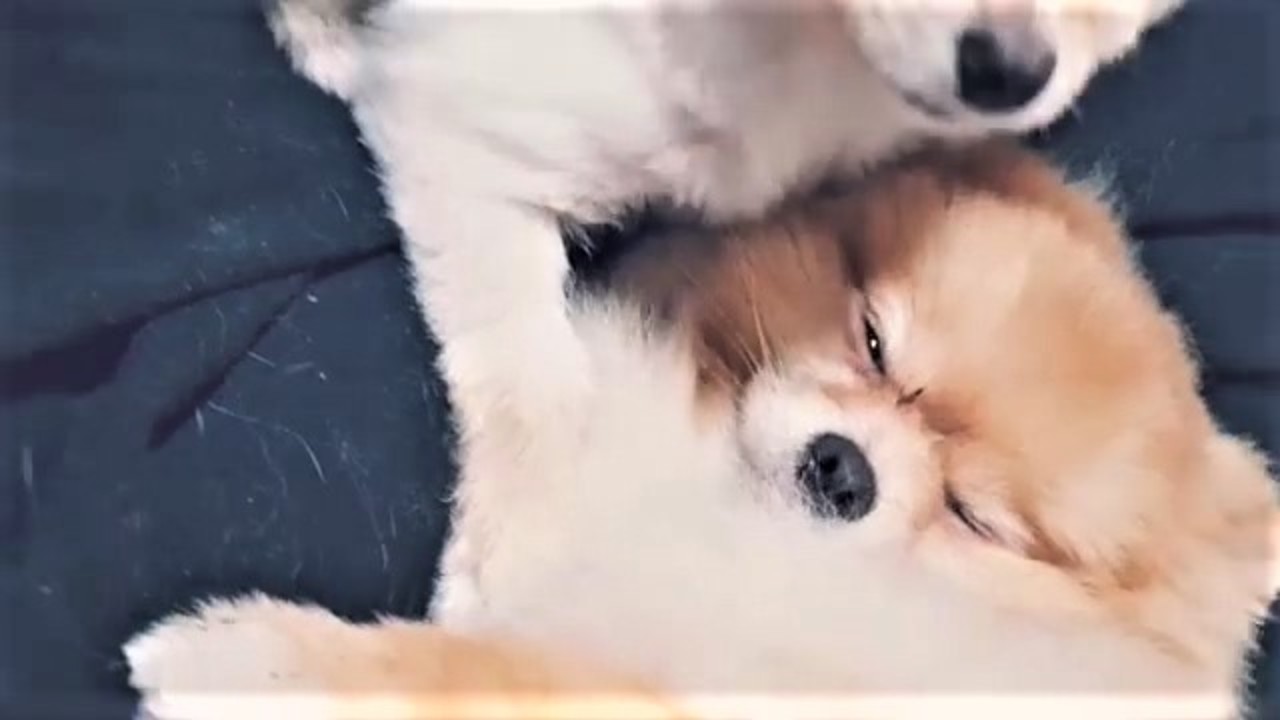 Pomeranian preciously grooms his canine pal