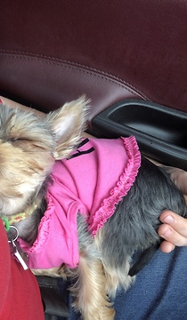 Yorkie is so obedient off leash! Which owner to choose